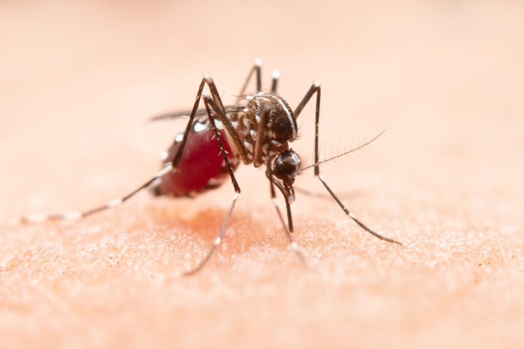 Avanço da Dengue em Santa Catarina causa alerta e deixa 22 mortos